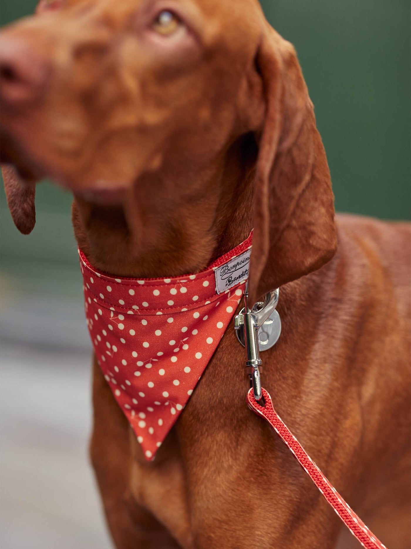 Bonpoint x Bandit Bandana for Dogs red
